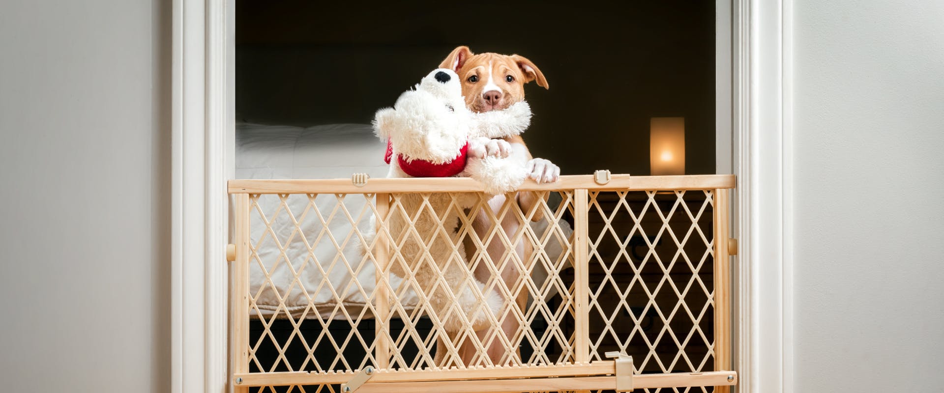 Puppies shop lovers gate